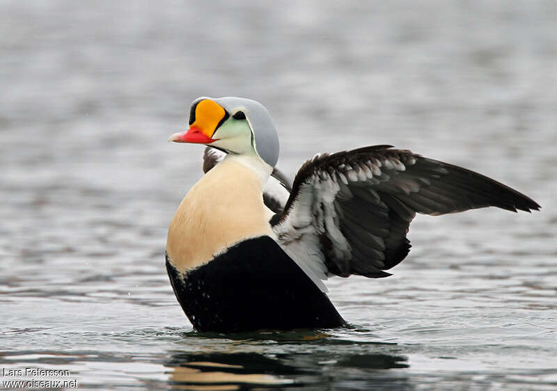 Eider à tête grise mâle adulte nuptial, soins, pigmentation