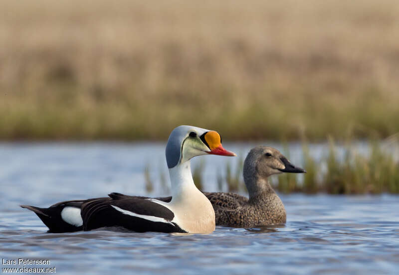 Eider à tête griseadulte nuptial, pigmentation, nage