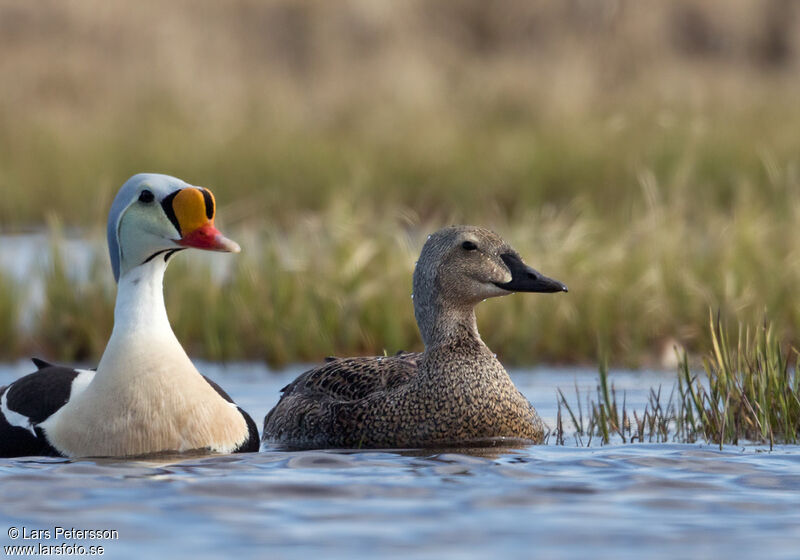 Eider à tête grise