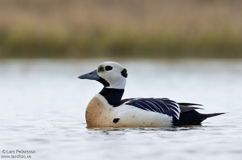 Eider de Steller