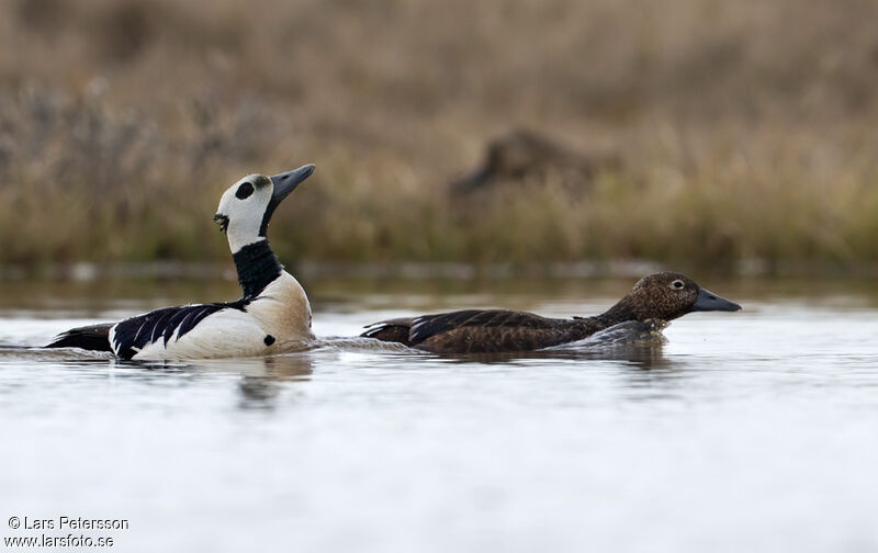 Eider de Steller