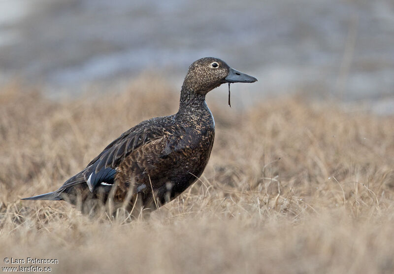 Eider de Steller