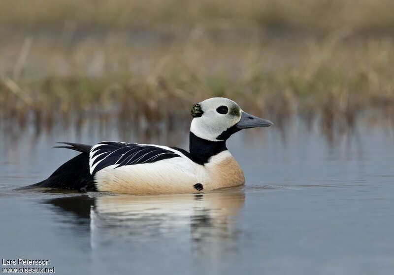 Eider de Steller mâle adulte nuptial, identification