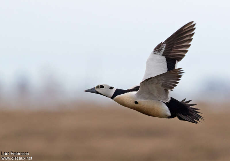 Steller's Eider male adult breeding, pigmentation, Flight