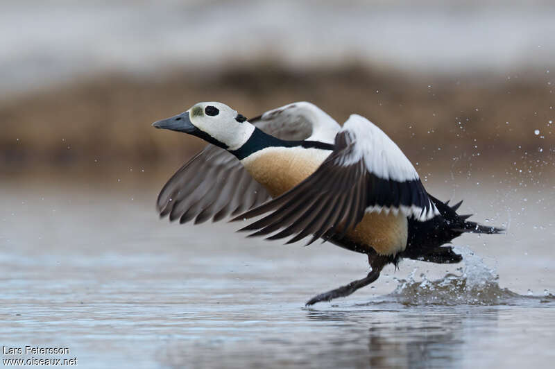 Steller's Eider male adult breeding, aspect, pigmentation, Flight