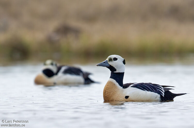 Steller's Eider