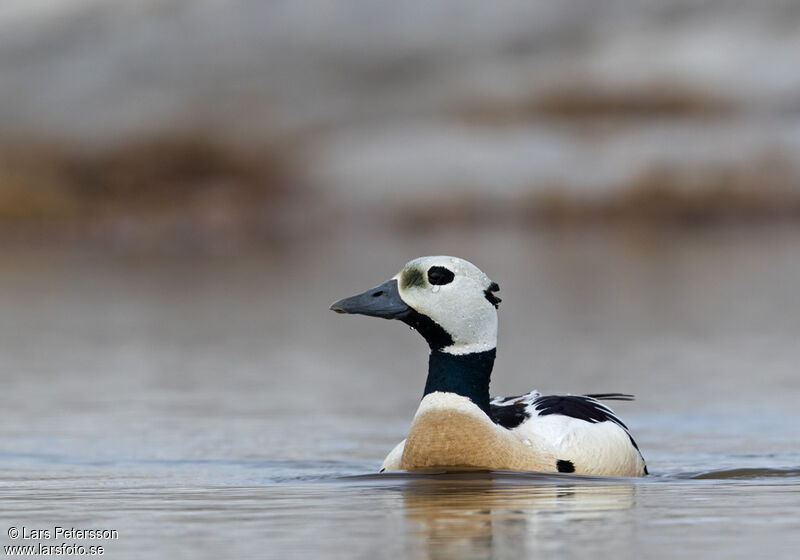 Steller's Eider