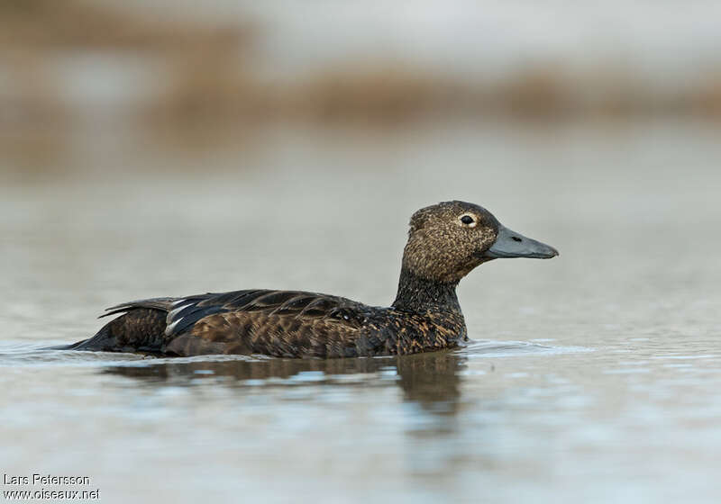 Eider de Steller femelle adulte nuptial, identification