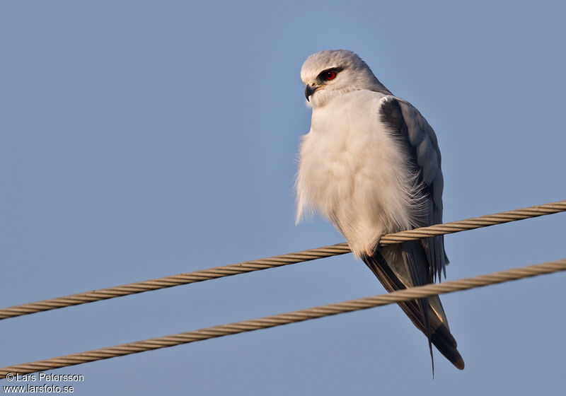 Black-winged Kite