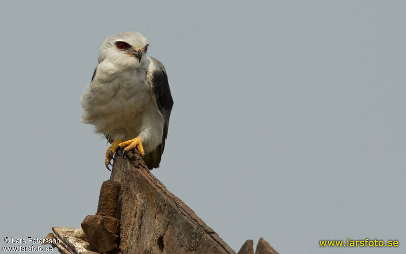 Black-winged Kite