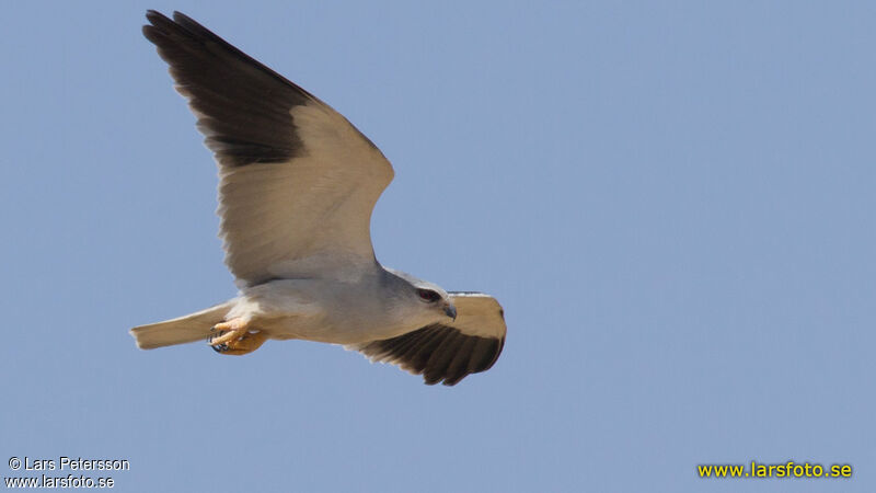 Black-winged Kite