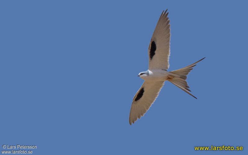 Scissor-tailed Kite