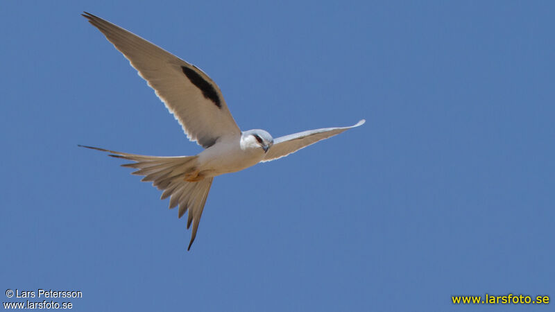 Scissor-tailed Kite