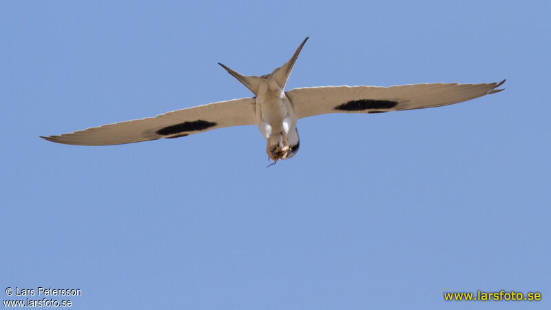 Scissor-tailed Kite