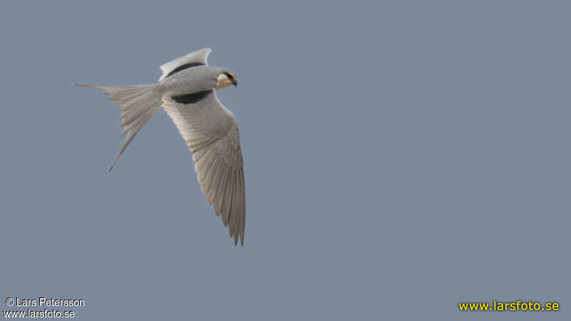 Scissor-tailed Kite