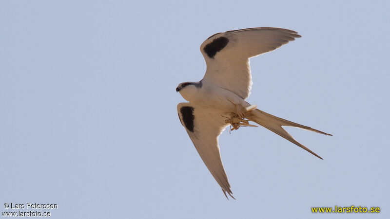 Scissor-tailed Kite