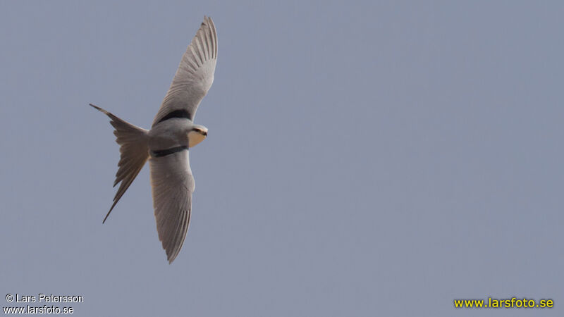 Scissor-tailed Kite