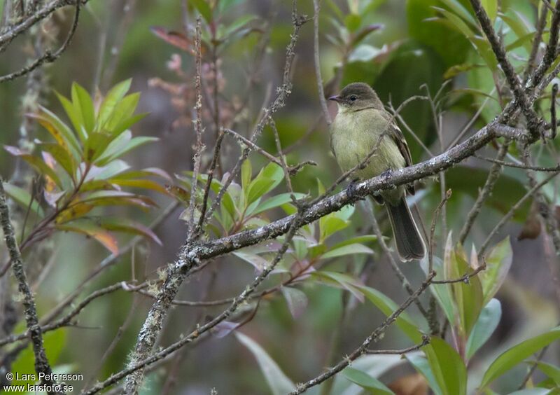 Highland Elaenia