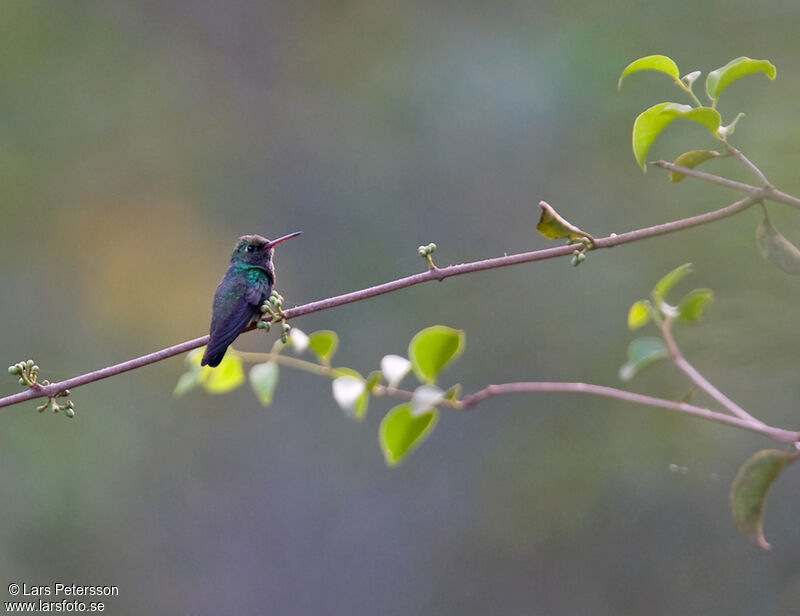 Glittering-bellied Emerald