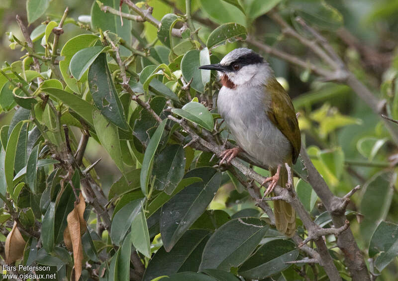 Éminie à calotte griseadulte, identification