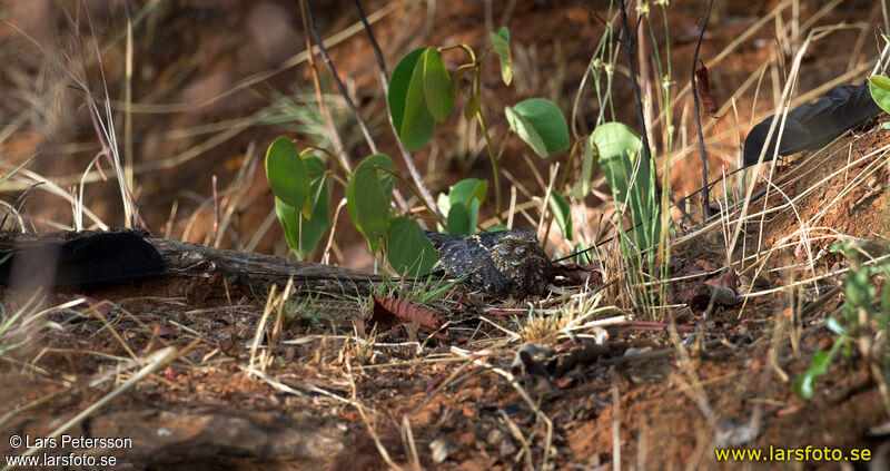 Standard-winged Nightjar