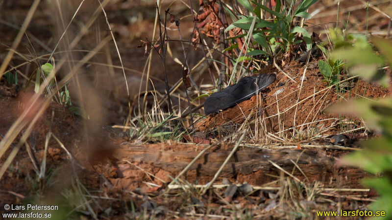 Standard-winged Nightjar