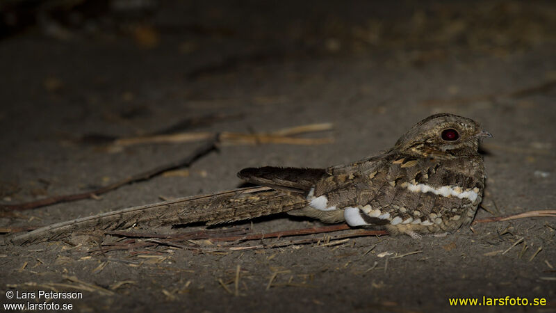 Long-tailed Nightjar