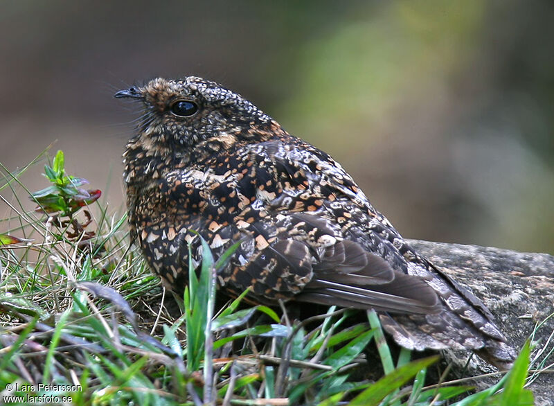 Band-winged Nightjar