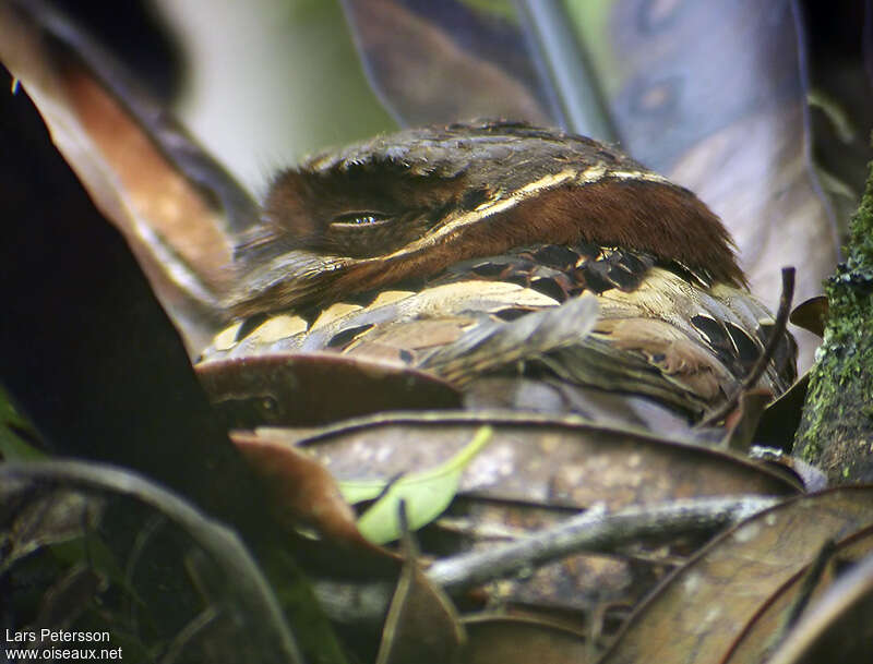 Engoulevent à nuque rousseadulte, portrait, camouflage, pigmentation