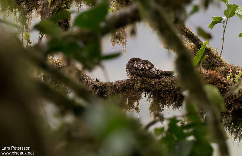 Rufous-bellied Nighthawk