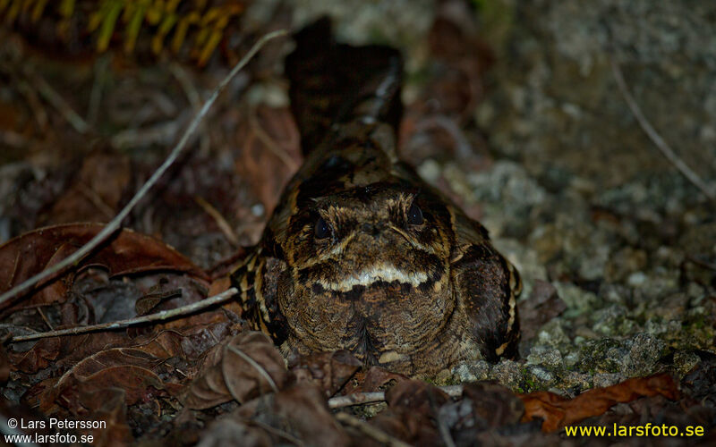 Large-tailed Nightjar