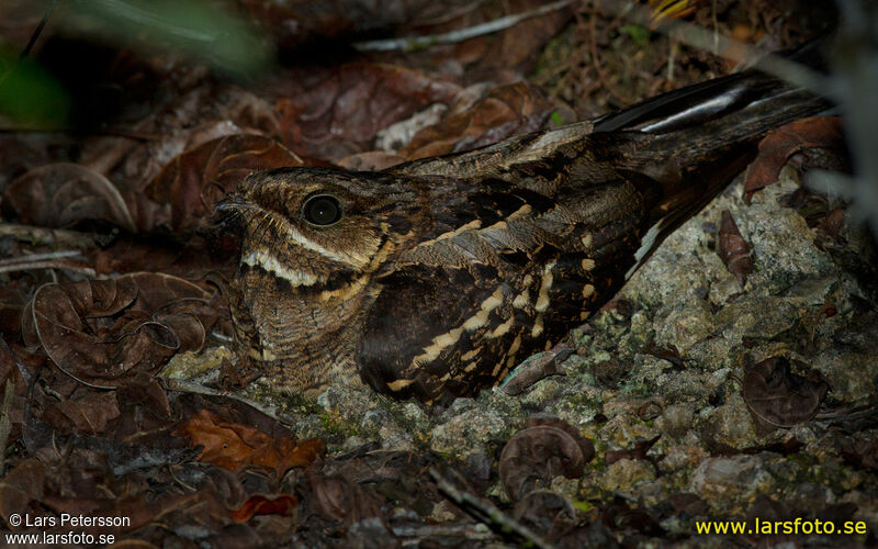 Large-tailed Nightjar