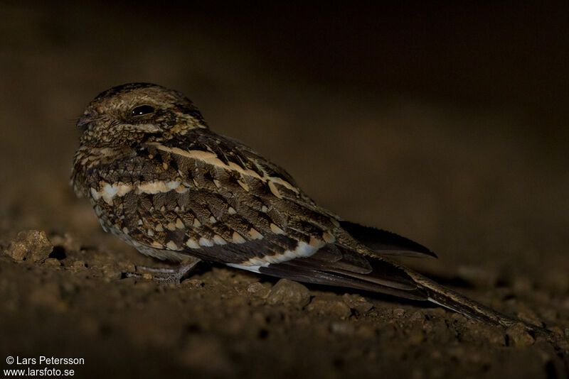 Slender-tailed Nightjar