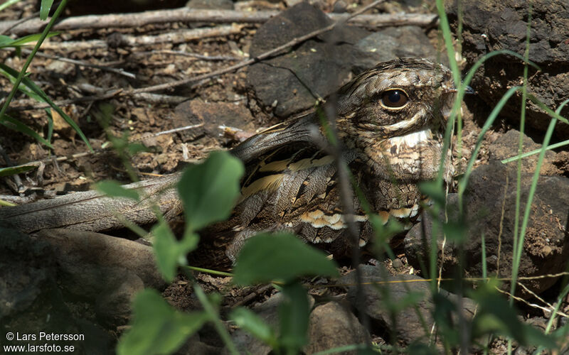 Slender-tailed Nightjar