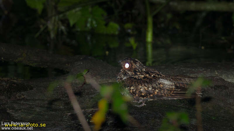 Salvadori's Nightjar