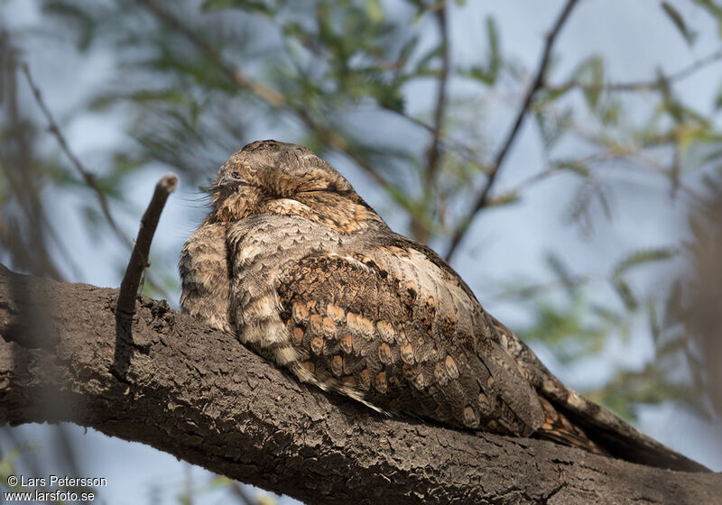 Jungle Nightjar