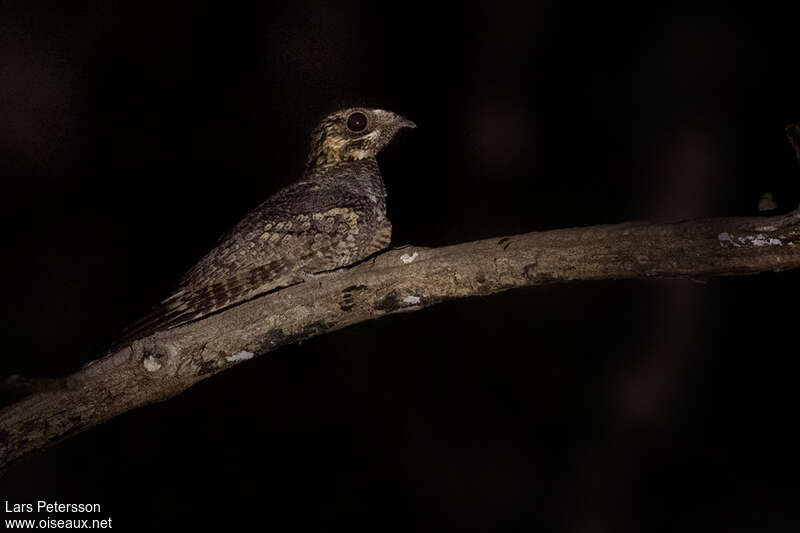 Jungle Nightjaradult, identification