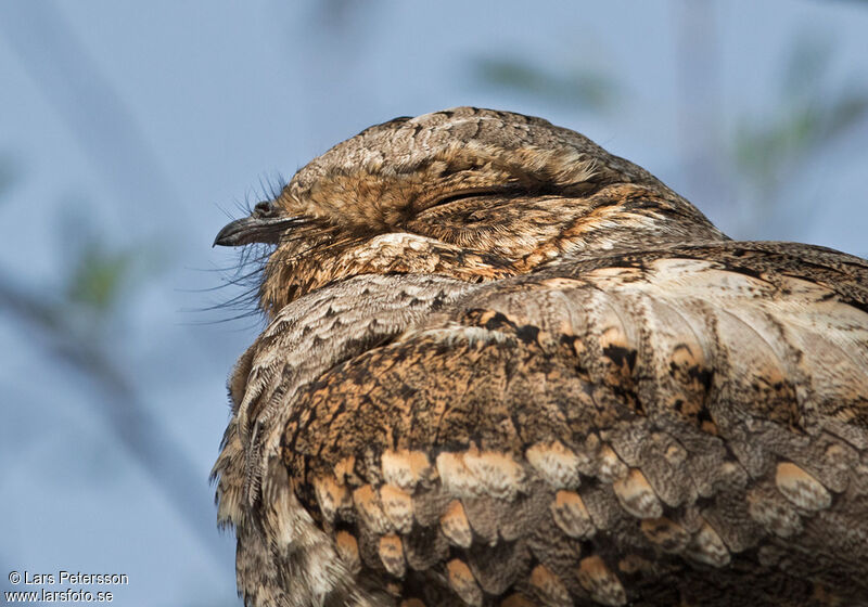 Jungle Nightjar