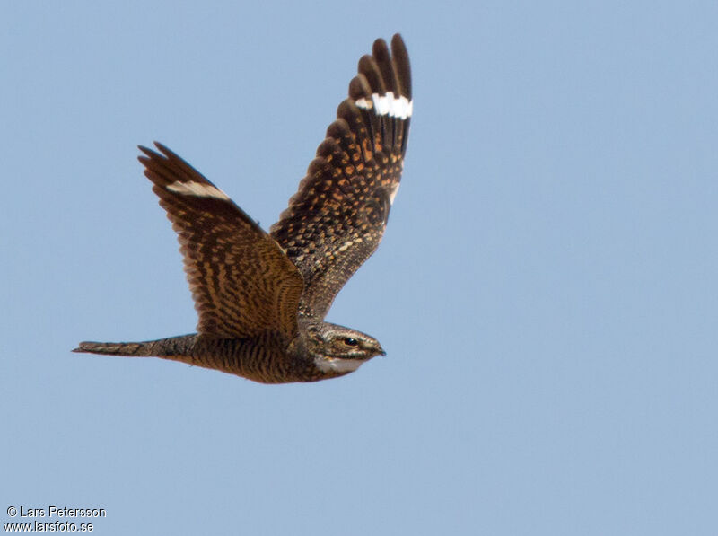 Lesser Nighthawk