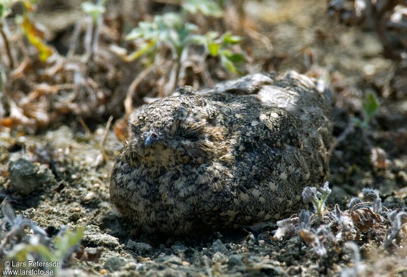 Lesser Nighthawk