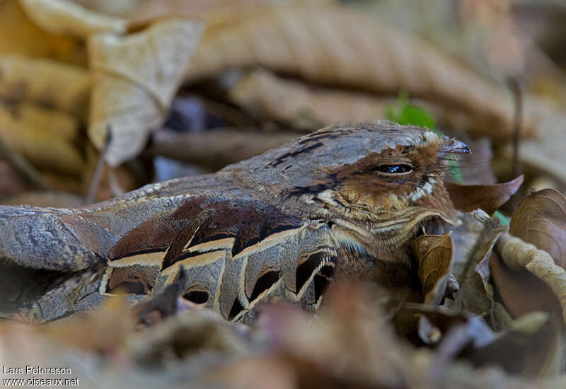 Pauraqueadult, camouflage, pigmentation