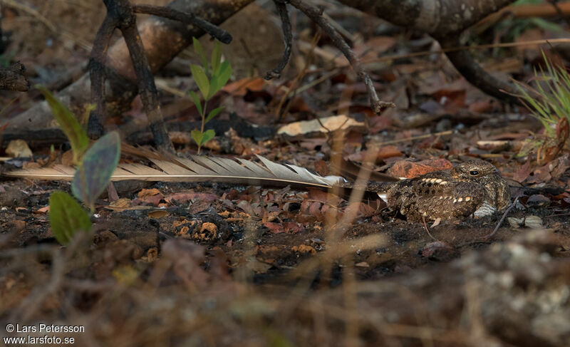 Pennant-winged Nightjar