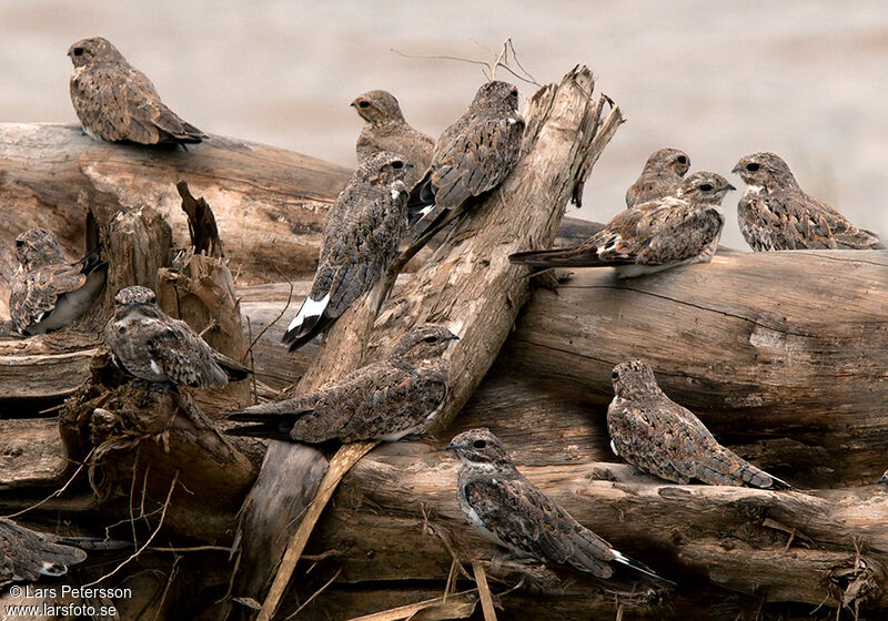 Sand-colored Nighthawk