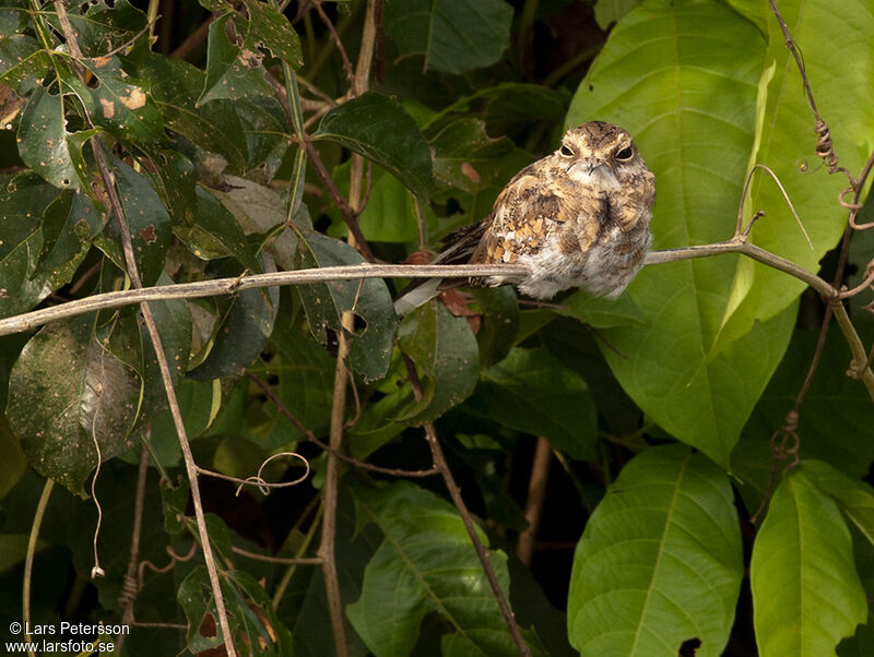 Ladder-tailed Nightjar