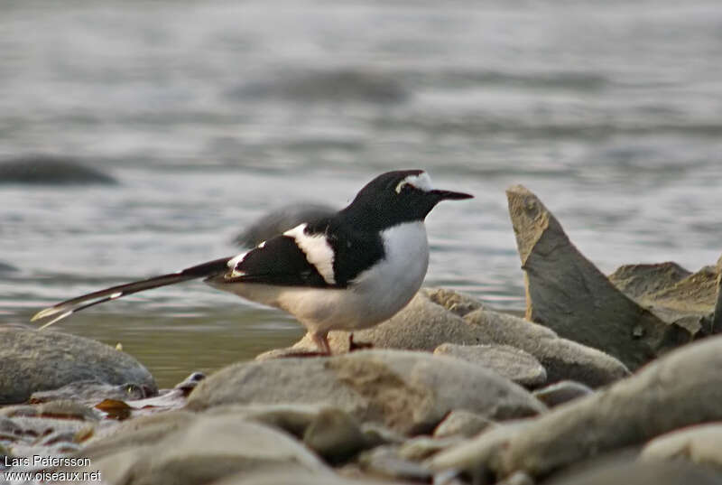 Énicure à dos noiradulte, identification