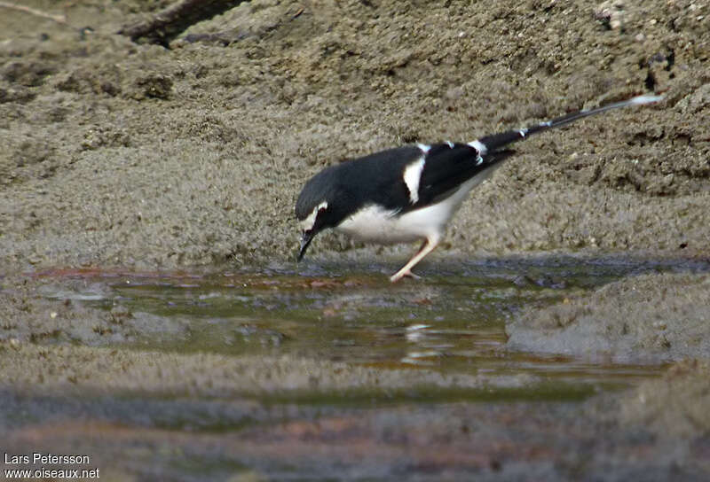 Énicure à dos noiradulte, identification