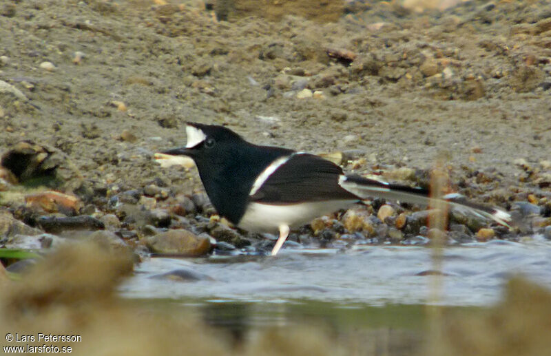 White-crowned Forktail