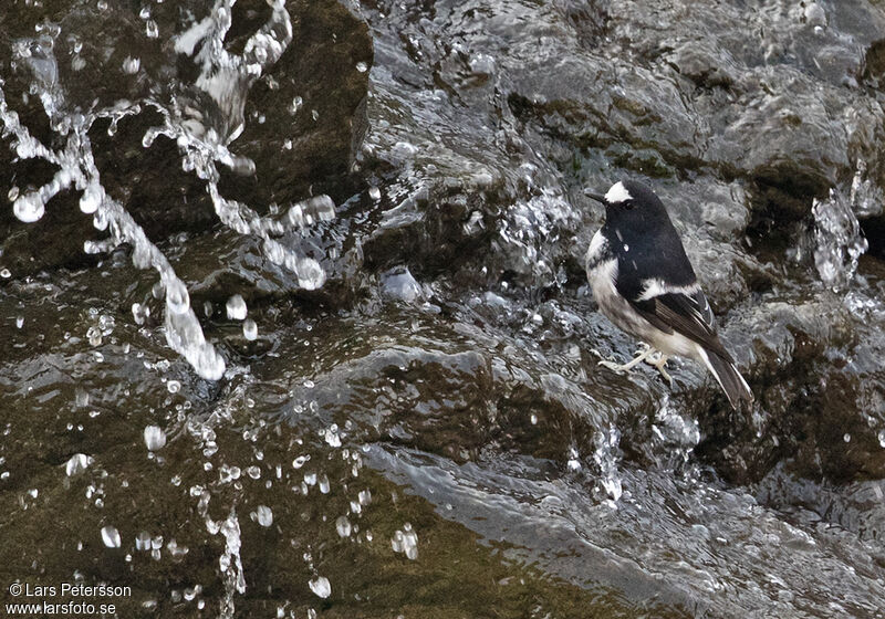 Little Forktail