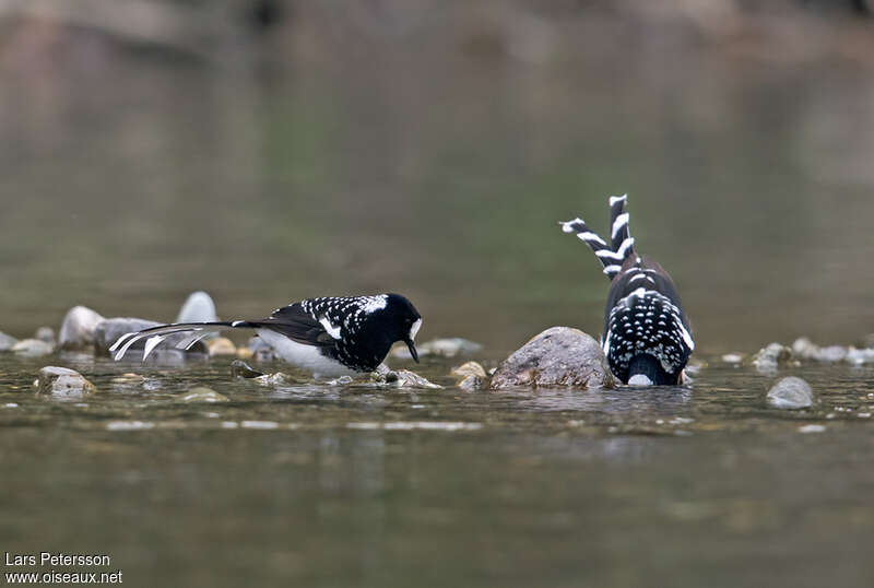 Spotted Forktail, fishing/hunting