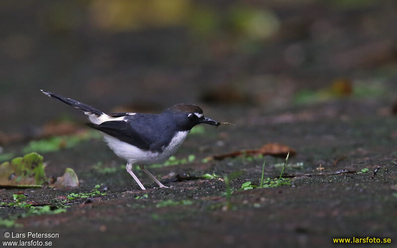 Sunda Forktail